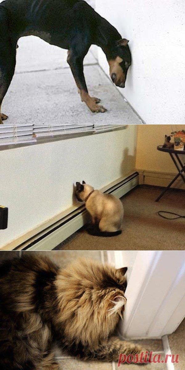 Почему домашние животные пытаются уткнуться в стену