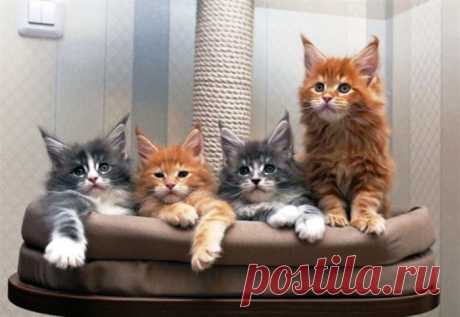 Мейн-кун: самая крупная порода кошек. Вот что вас ждёт, если решитесь