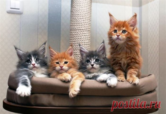 Мейн-кун: самая крупная порода кошек. Вот что вас ждёт, если решитесь