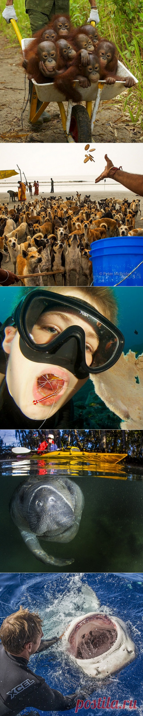 ТОП 25 крутых снимков National Geographic