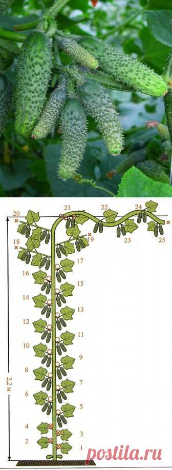 (1) сад-огород