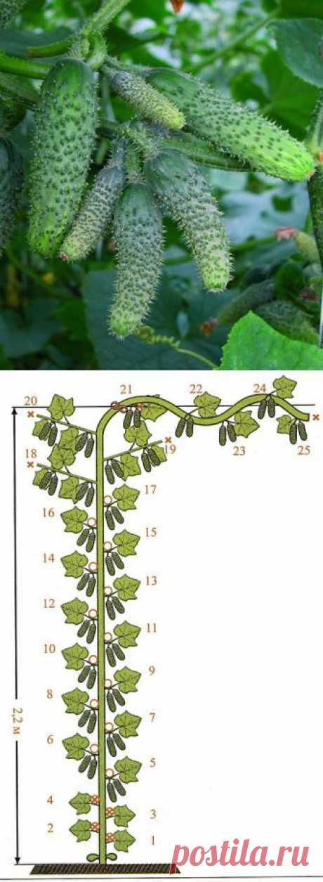 (1) сад-огород