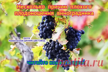 Причины плохого плодоношения винограда