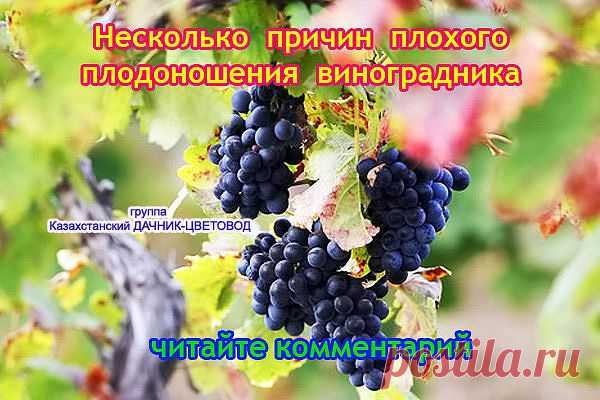 Причины плохого плодоношения винограда