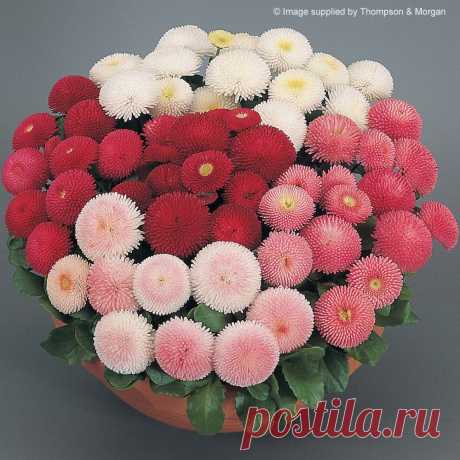 маргаритки