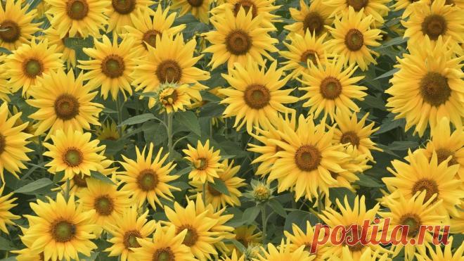 Sunflowers wallpaper - 1255212