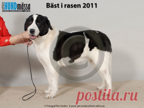 SREDNEASIATSKAJA OVTJARKA Namn:  FI V-10, WW-10 EAST DREAM KICHI    Ägare:  RANTA IRINA, VASKIO FINLAND   Uppfödare:  RANTA IRINA, FINLAND