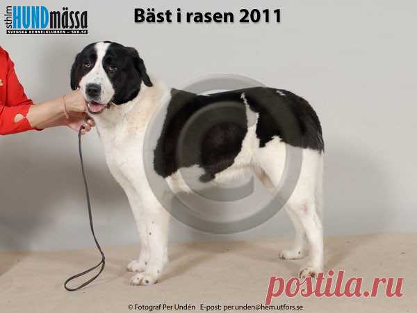 SREDNEASIATSKAJA OVTJARKA Namn:  FI V-10, WW-10 EAST DREAM KICHI    Ägare:  RANTA IRINA, VASKIO FINLAND   Uppfödare:  RANTA IRINA, FINLAND