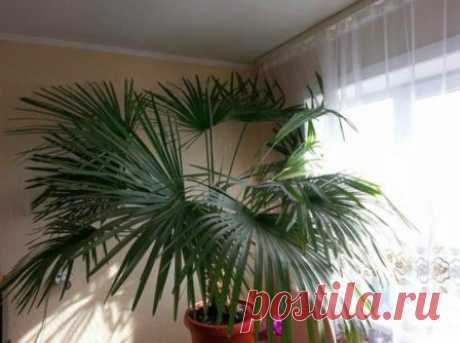 Какую пальму выбрать для выращивания дома?
#пальма #для_дома #выращивание_пальмы