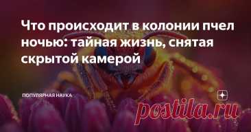 Что происходит в колонии пчел ночью: тайная жизнь, снятая скрытой камерой Статья автора «Популярная наука» в Дзене ✍: Если вы думали, что ночью в улье всё замирает, а пчёлы заворачиваются в восковые пледики и храпят носом в ячейке — придётся разочаровать.