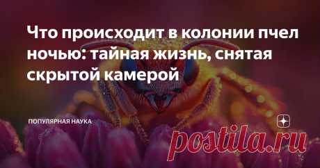 Что происходит в колонии пчел ночью: тайная жизнь, снятая скрытой камерой Статья автора «Популярная наука» в Дзене ✍: Если вы думали, что ночью в улье всё замирает, а пчёлы заворачиваются в восковые пледики и храпят носом в ячейке — придётся разочаровать.