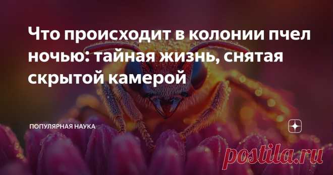 Что происходит в колонии пчел ночью: тайная жизнь, снятая скрытой камерой Статья автора «Популярная наука» в Дзене ✍: Если вы думали, что ночью в улье всё замирает, а пчёлы заворачиваются в восковые пледики и храпят носом в ячейке — придётся разочаровать.