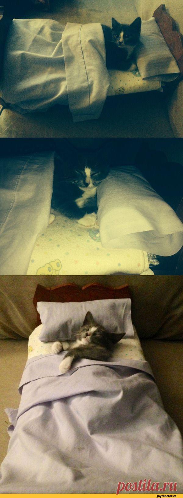 Спать пора, уснул и котик)