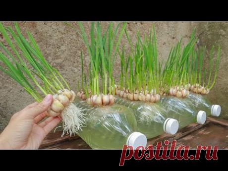 Способ размножения, чтобы быстро вырастить чеснок до урожая