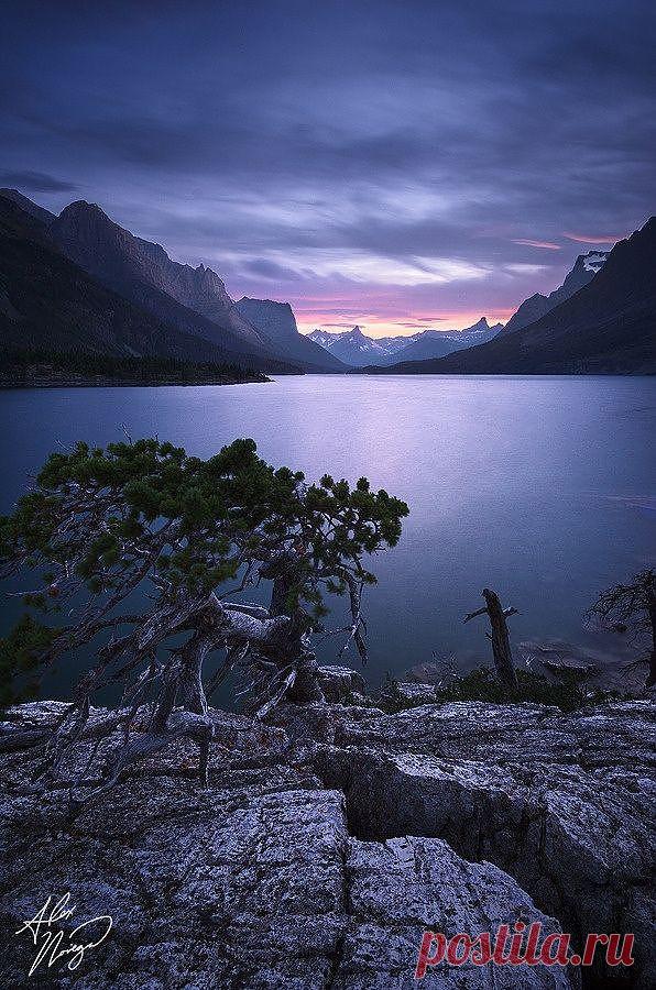 легенда о дереве