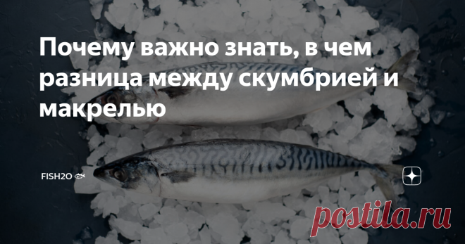 Почему важно знать, в чем разница между скумбрией и макрелью