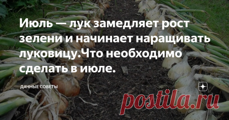 Июль — лук замедляет рост зелени и начинает наращивать луковицу.Что необходимо сделать в июле. Уже через пару недель нужно будет собирать урожай, поэтому,  чтобы наша репка выросла большой, здоровой и сочной, а также могла бы  долгое время храниться в нужном месте, необходимо позаботиться о важной  процедуре – помочь растениям перестроиться. К слову, сейчас июль и в  скором времени, уже можно будет снимать урожай, поэтому стоит  поторопиться.
В это время года у лука наступает переломный эта