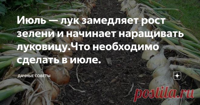 Июль — лук замедляет рост зелени и начинает наращивать луковицу.Что необходимо сделать в июле. Уже через пару недель нужно будет собирать урожай, поэтому,  чтобы наша репка выросла большой, здоровой и сочной, а также могла бы  долгое время храниться в нужном месте, необходимо позаботиться о важной  процедуре – помочь растениям перестроиться. К слову, сейчас июль и в  скором времени, уже можно будет снимать урожай, поэтому стоит  поторопиться.
В это время года у лука наступает переломный эта