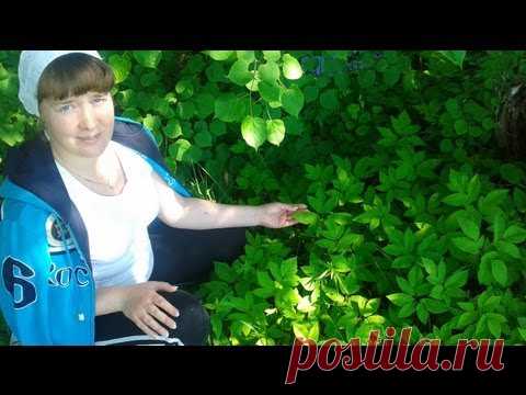Сныть полезные свойства трава