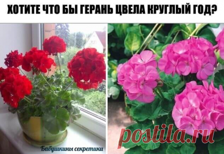 Хотите что бы герань пышно цвела круглый год? — Бабушкины секреты
