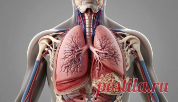 Какие виды тканей преобладают в строении органов дыхательной системы | PortalBio