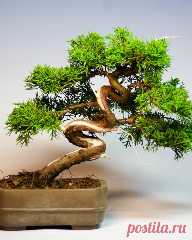 Бонсай для начинающих – легко и просто!