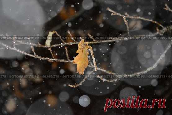 A yellow leaf on a branch in the snow Стоковое фото, фотограф Ilaronsia / Фотобанк Лори