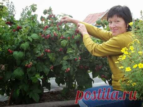 Высокий урожай малины.  Инструкция начинающему садоводу