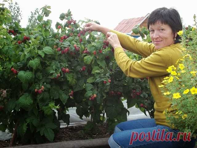 Высокий урожай малины.  Инструкция начинающему садоводу
