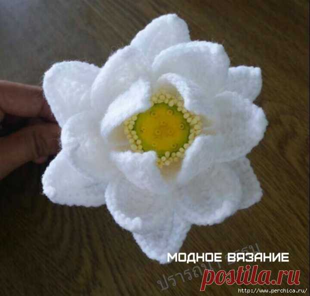 Мастер-класс кувшинки крючком