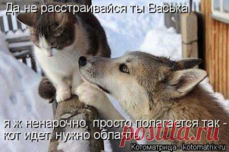 Котоматрица ноябрьская! | 5минутка