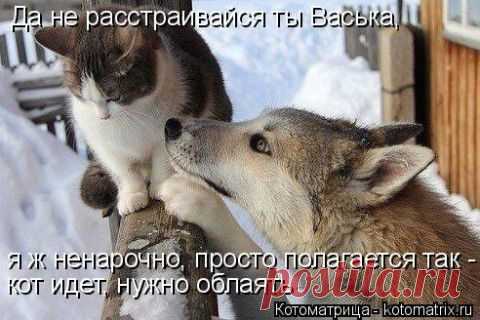 Котоматрица ноябрьская! | 5минутка