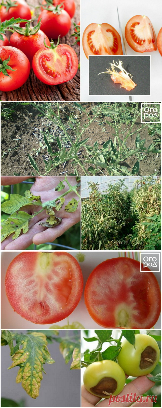 3 причины, почему помидоры вырастают с белыми прожилками внутри