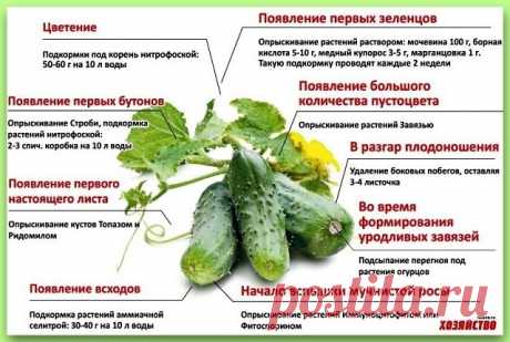 СЕКРЕТЫ УРОЖАЙНОСТИ ХРУСТЯЩЕГО ОГУРЦА 
Много лет пользуюсь этими советами, каждый год с отличным урожаем огурцов! 

Секрет №1
В жаркую солнечную погоду огурец выпивает до трех литров воды в сутки. И тот кто держит эту культуру на «сухом пайке», рискует остаться без урожая - осыплются и цветки, и завязь.

Секрет №2
Пока растение набирает силу, лучше поливать утром, а во время цветения и плодоношения - вечером. И всегда только теплой, согретой на солнце водой. Не отказывайте...