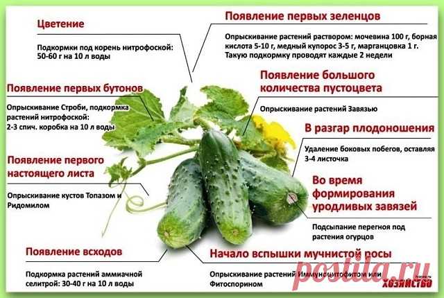 СЕКРЕТЫ УРОЖАЙНОСТИ ХРУСТЯЩЕГО ОГУРЦА 
Много лет пользуюсь этими советами, каждый год с отличным урожаем огурцов! 

Секрет №1
В жаркую солнечную погоду огурец выпивает до трех литров воды в сутки. И тот кто держит эту культуру на «сухом пайке», рискует остаться без урожая - осыплются и цветки, и завязь.

Секрет №2
Пока растение набирает силу, лучше поливать утром, а во время цветения и плодоношения - вечером. И всегда только теплой, согретой на солнце водой. Не отказывайте...