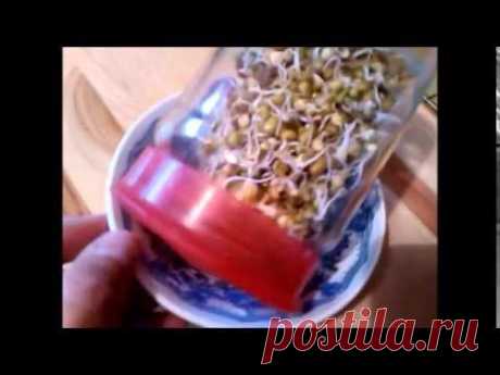 Проростки маша и приготовление супа-пюре
