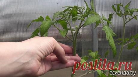 Формирование томатов в теплице. Пасынкование.: Группа Практикум садовода и огородника