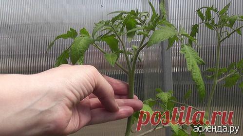 Формирование томатов в теплице. Пасынкование.: Группа Практикум садовода и огородника