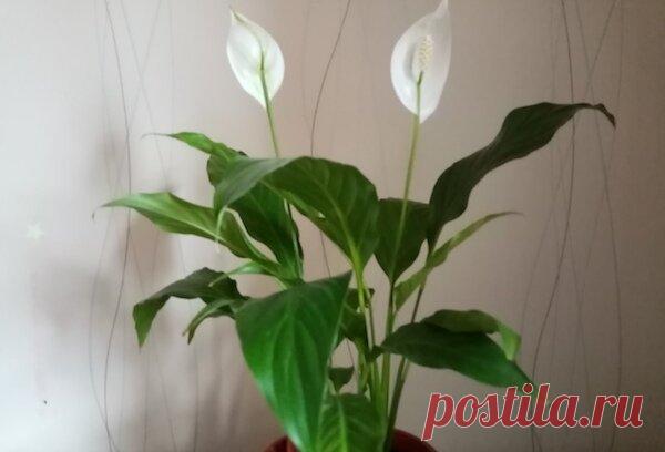 В какой горшок не стоит сажать спатифиллум: где он не будет цвести, а листья будут мелкими и тусклыми | садоёж | Яндекс Дзен