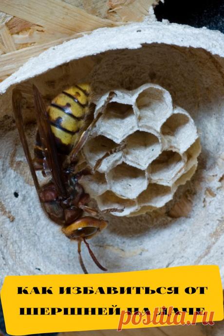 как избавиться от шершней на даче