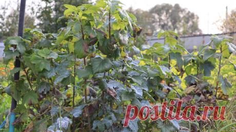 Очень важная последняя подкормка смородины осенью в октябре. Чтобы ягода была крупной, а куст крепким не пропускайте ее. | Сад огород лайф. (Статьи) | Дзен