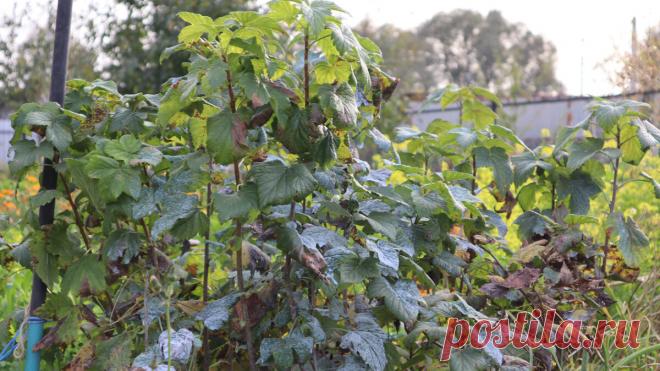 Очень важная последняя подкормка смородины осенью в октябре. Чтобы ягода была крупной, а куст крепким не пропускайте ее. | Сад огород лайф. (Статьи) | Дзен