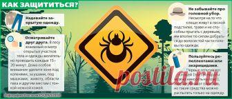 Клещи проснулись. Что делать при укусе паразита? | Здоровая жизнь | Здоровье | Аргументы и Факты