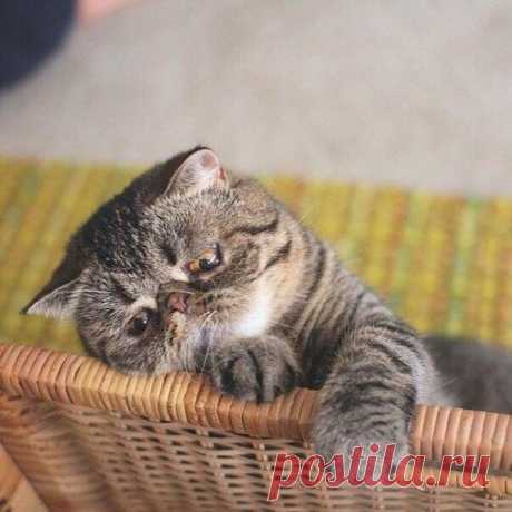 Лайк, чтобы котик не грустил
