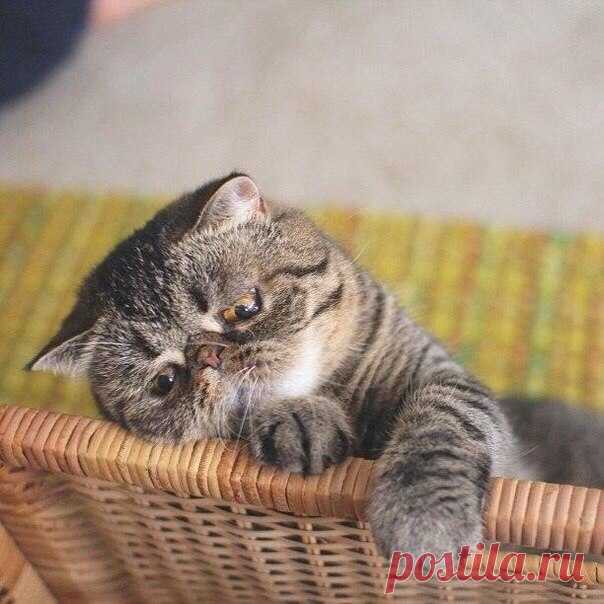 Лайк, чтобы котик не грустил