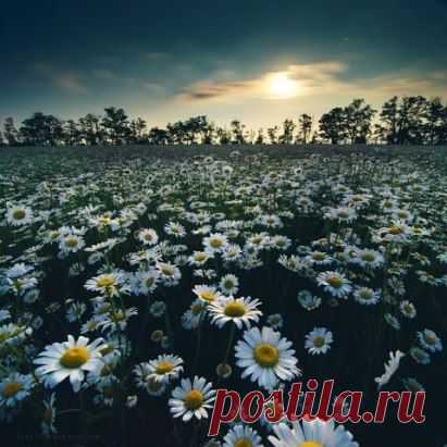 Ромашки в лунном свете. Крым.Мои любимые цветы!