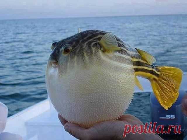 рыбка фугу