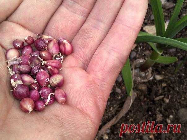 Выращиваем чеснок из бульбочки...