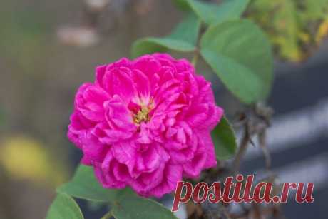 Роза дамасская (Rosa damascene)