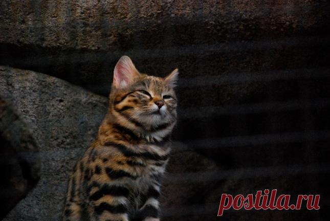 Дикие кошки, которых так и хочется забрать себе домой! | Ололо - смешные картинки и веселые истории